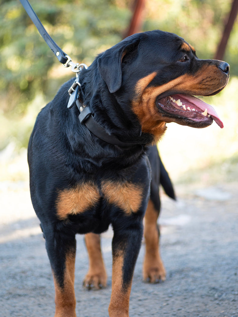 Agitation Leder Hundehalsband