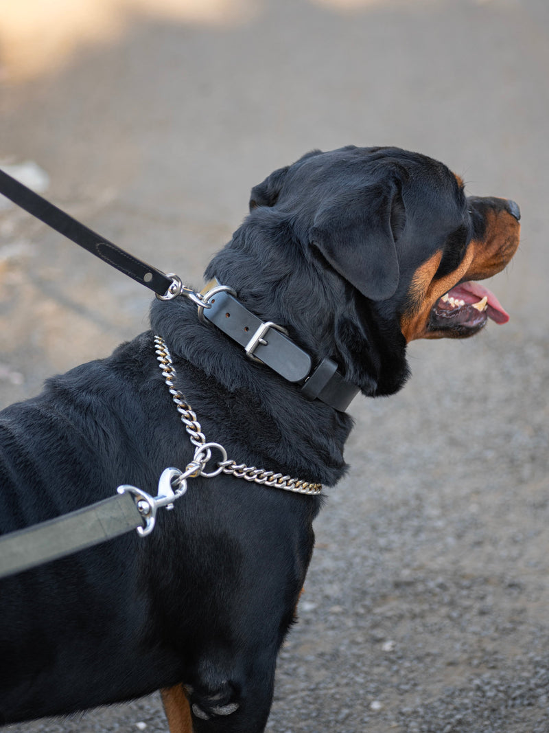 Agitation Leder Hundehalsband