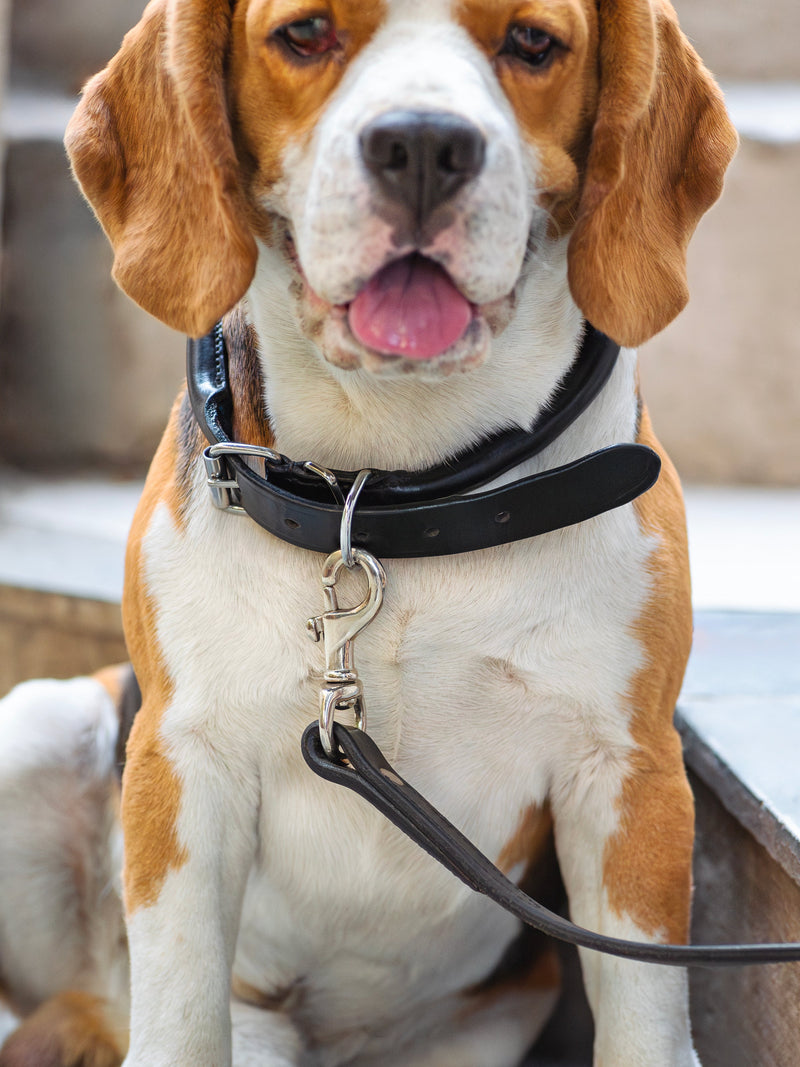 Collier pour chien en cuir roulé